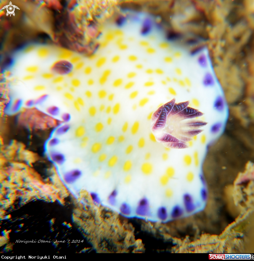 A Nudi