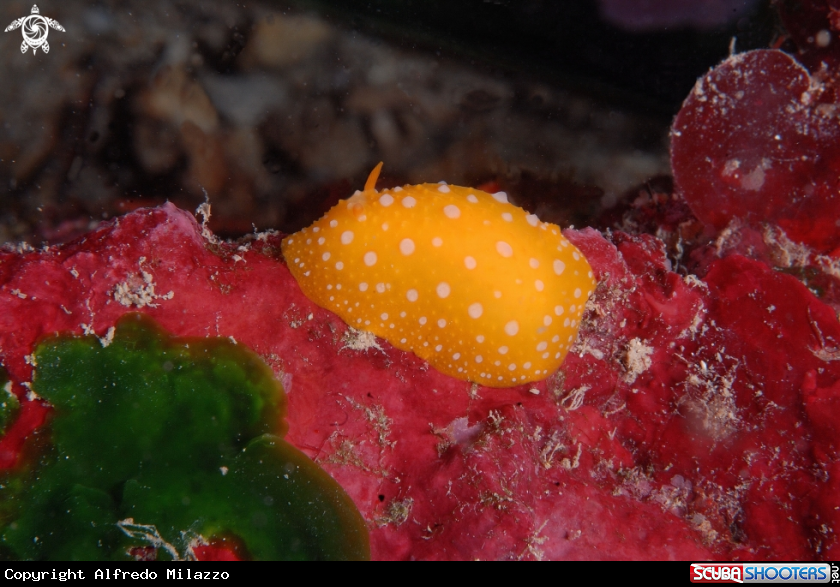 A Nudibranco