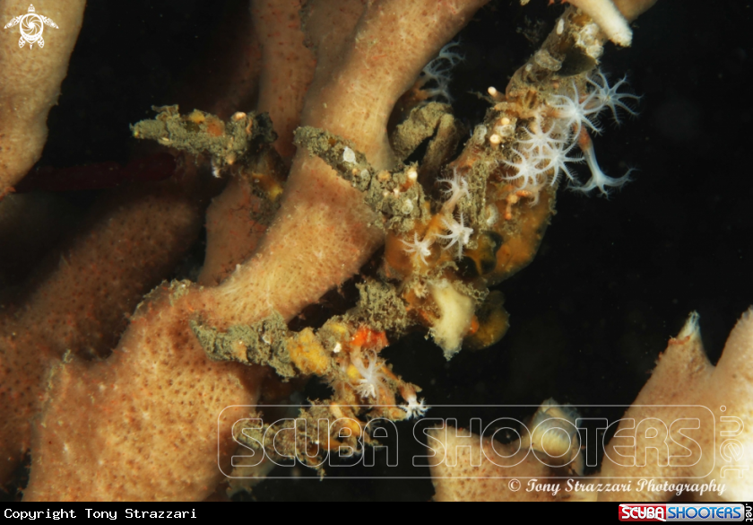 A Decorator crab