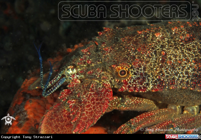 A Slipper lobster