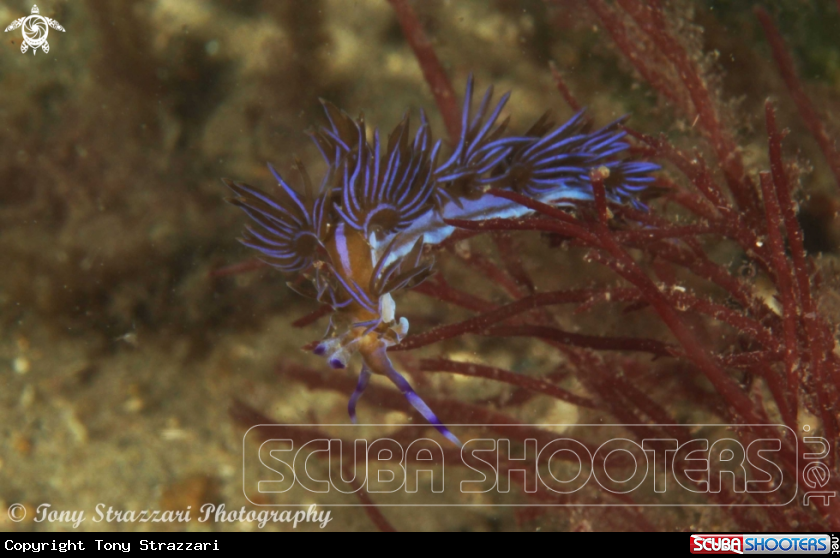A Blue dragon