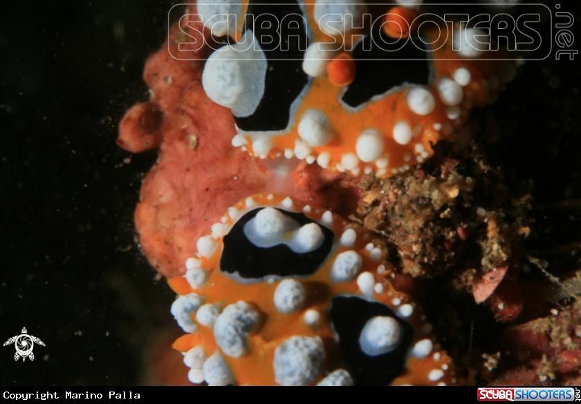 A nudibranche