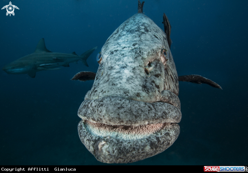 A grouper