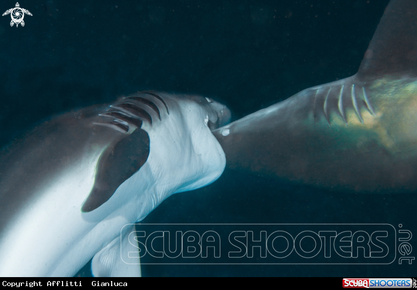 A black tip shark