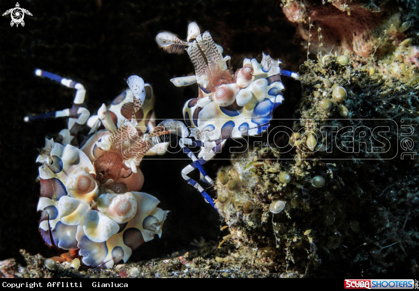 A harlequin shrimps