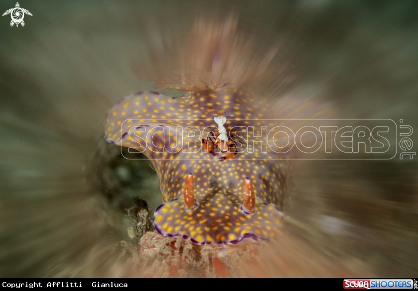 A nudibranch and emperor shrimp