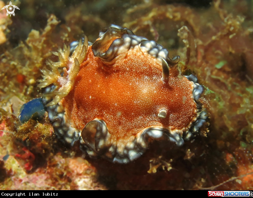 A nudibranch