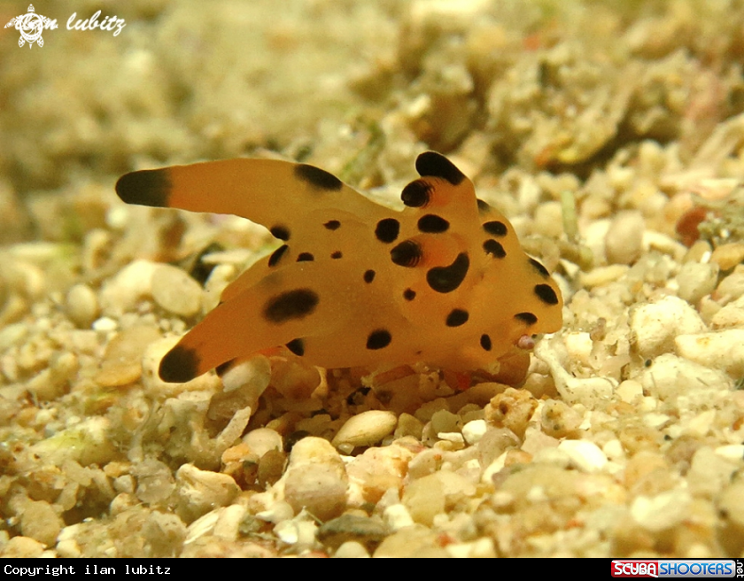 A nudibranch