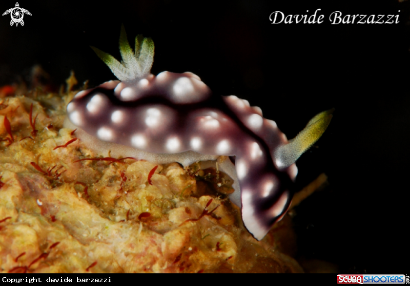 A Chromodoris geometrica