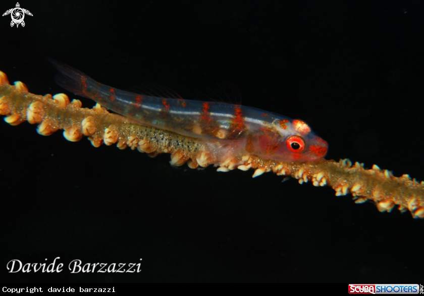 A Gorgonian Gpby
