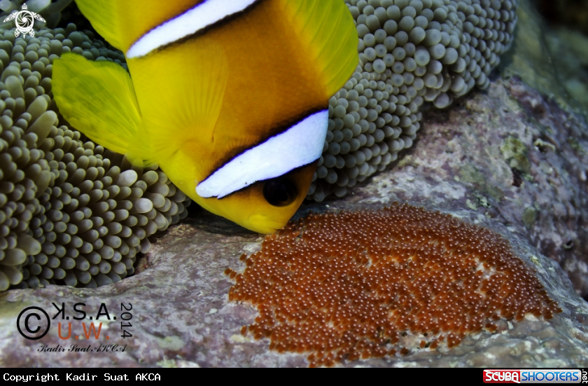 A Clown Fish and Anemons