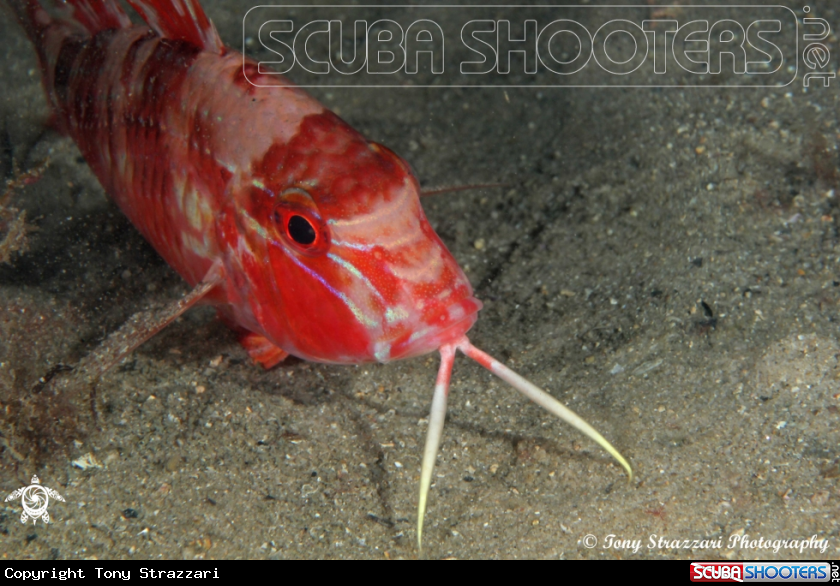 A Blue - lined Goatfish
