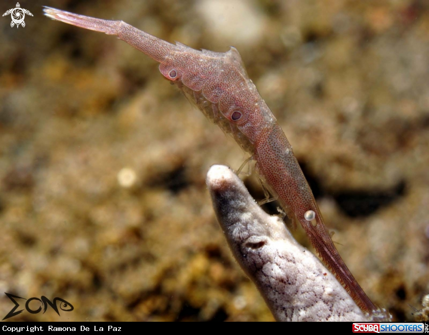 A Saw-blade shrimp