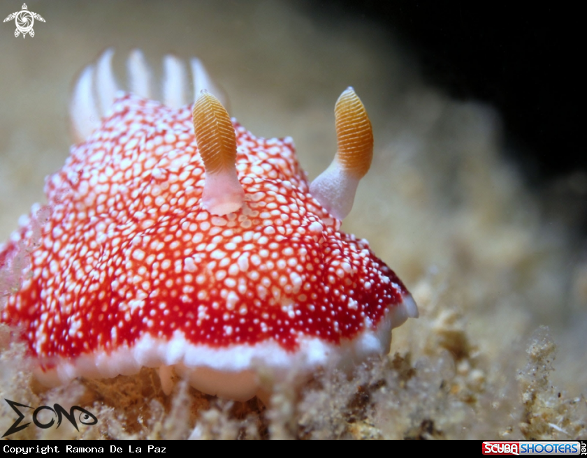 A Nudibranch