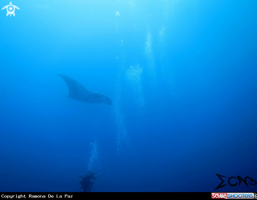A Giant Manta Ray