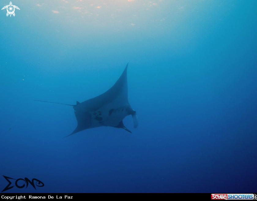 A Giant Manta Ray
