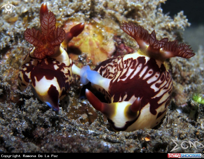 A Nudibranch