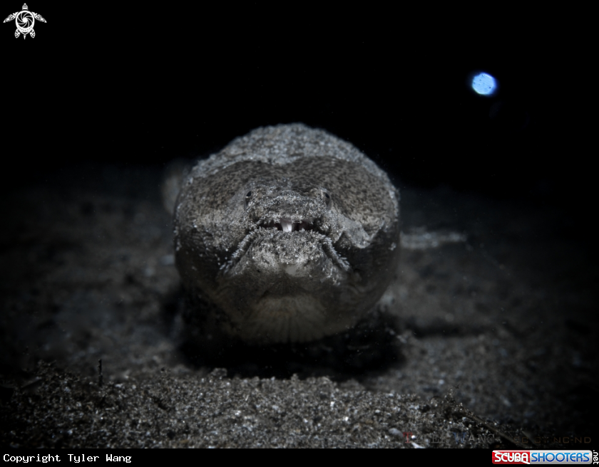 A Stargazer Snake Eel