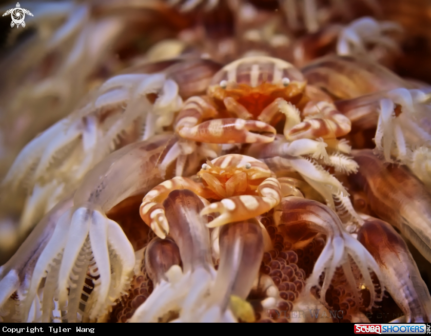 A Haig's Porcelain Crab