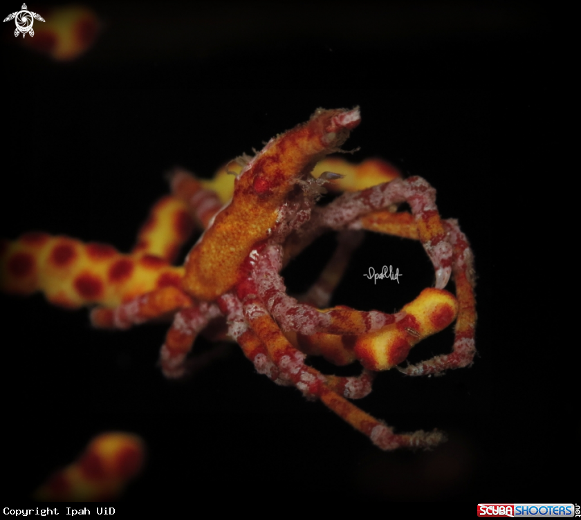 A xenocarcinus