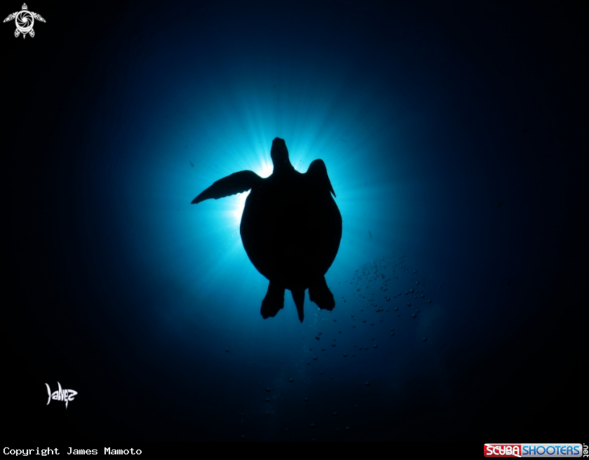 A Turtle
