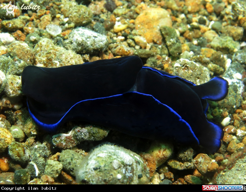 A sea slug