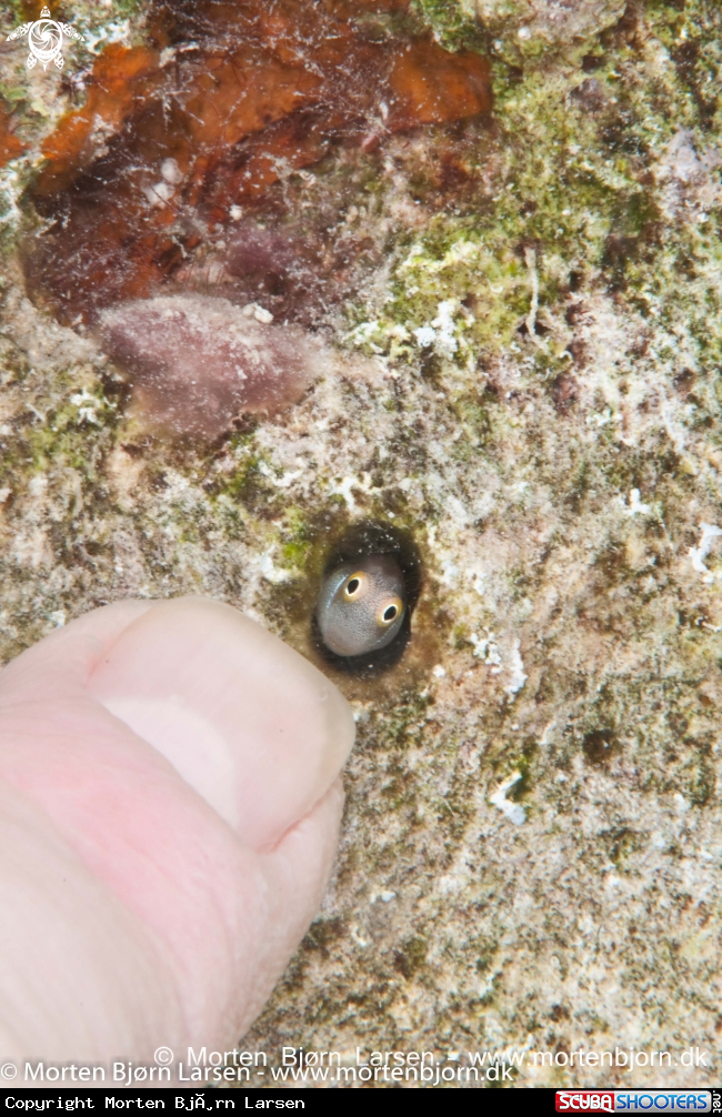 A Blenny