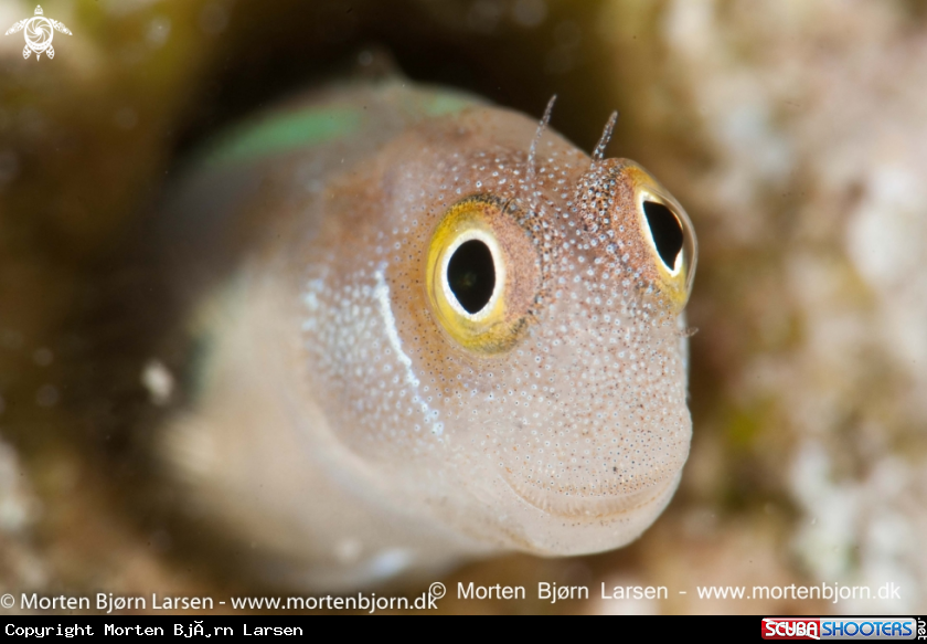 A Blenny