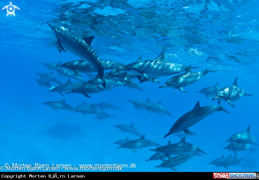 A Dolphins