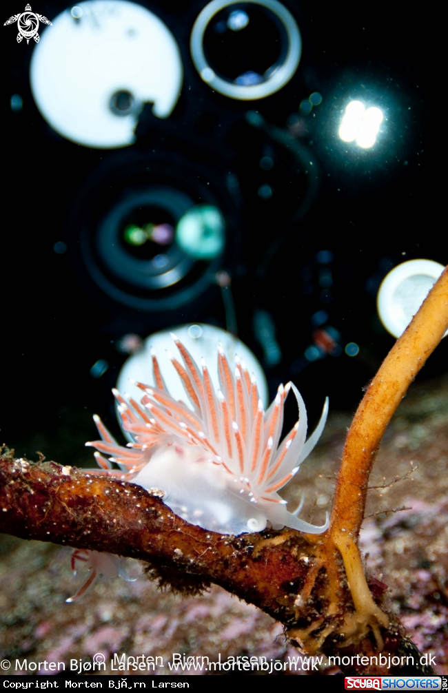 A Flabellina Nobilis