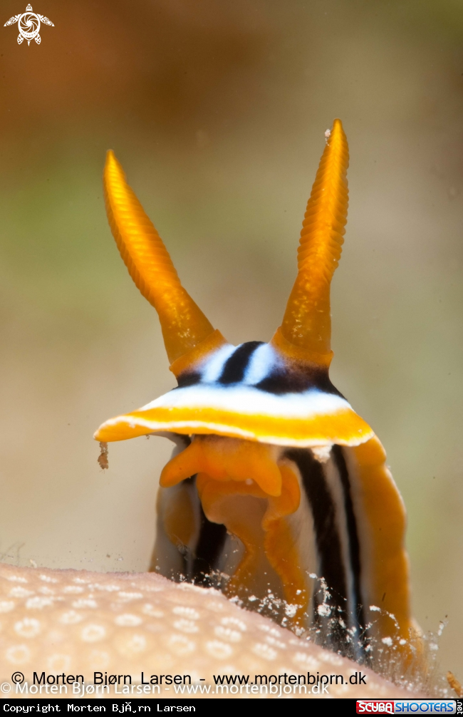 A Nudibranch