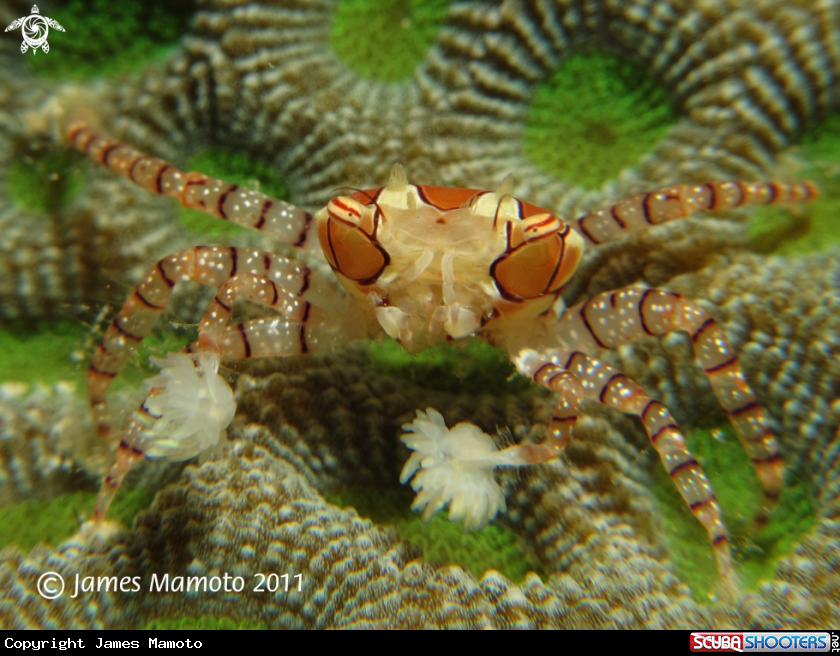 A Boxer Crab