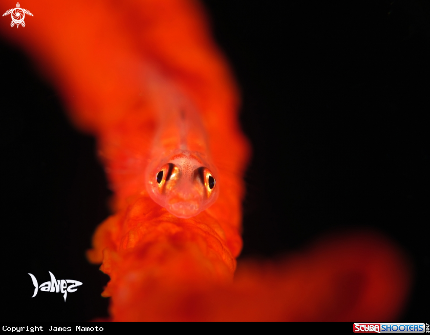 A Wip Coral Goby