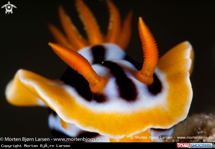 A Nudibranch