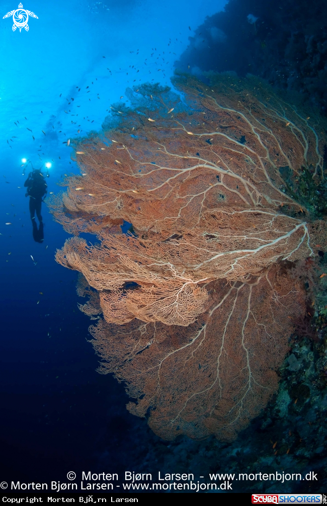 A Sea Fan