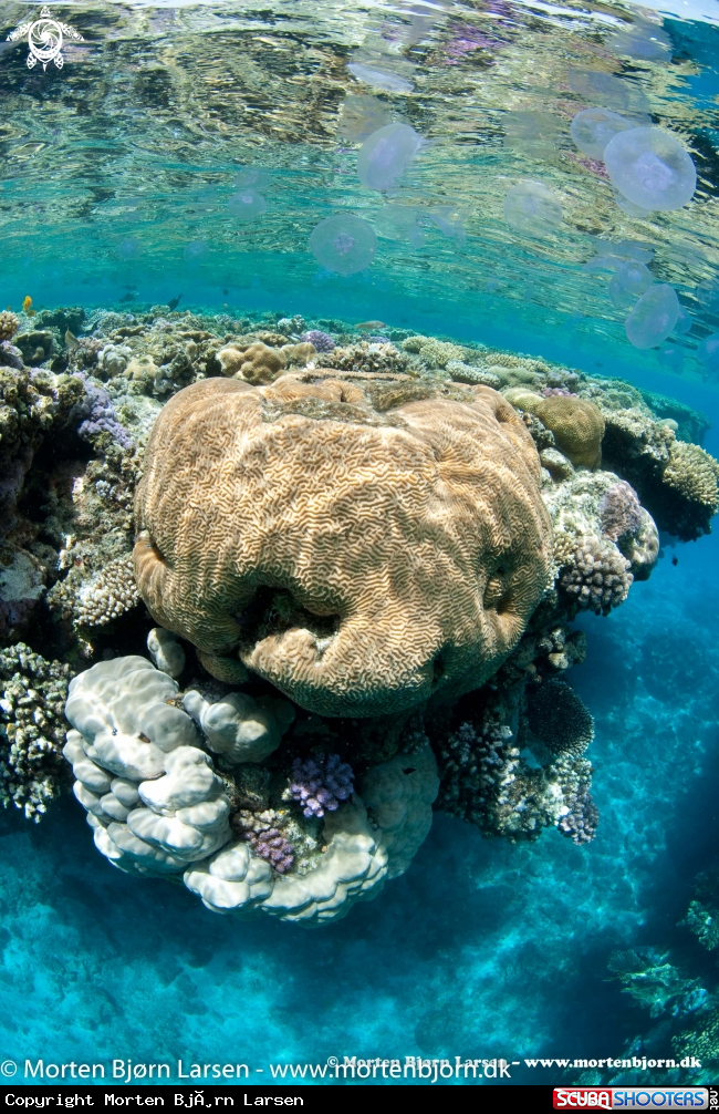 A Reef