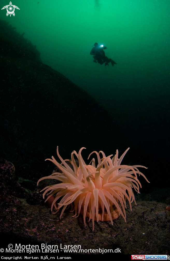 A Anemone