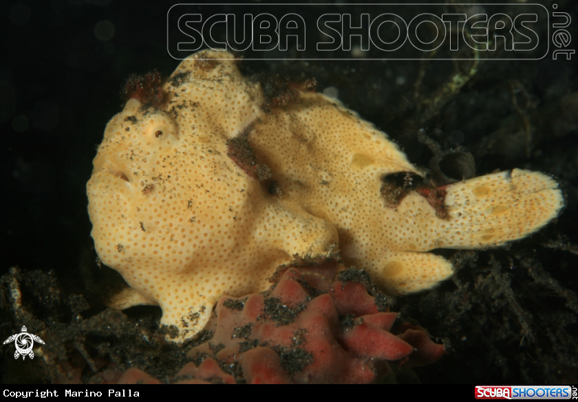 A frogfish