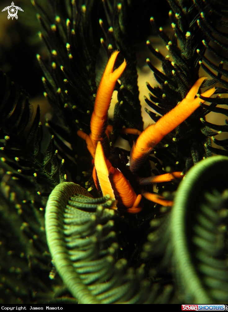 A Elegant Squat Lobster