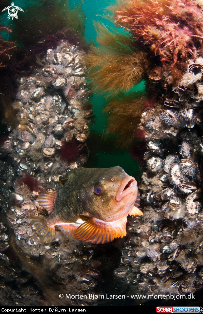 A Lumpsucker