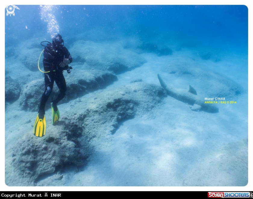 A like a stone shark