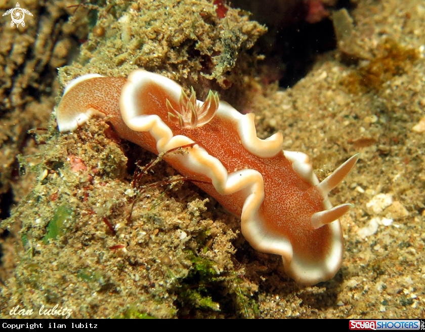 A nudibranch