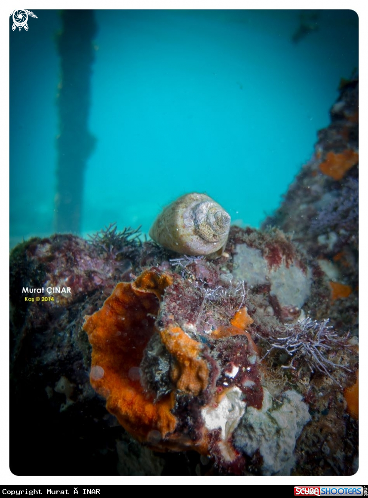 A shell