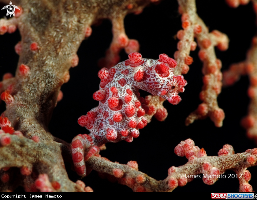 A Bargibanti Pygmy Seahorse