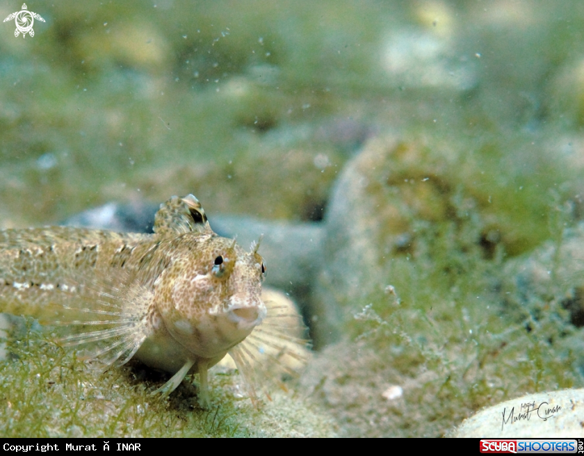 A Blennius gattorugine