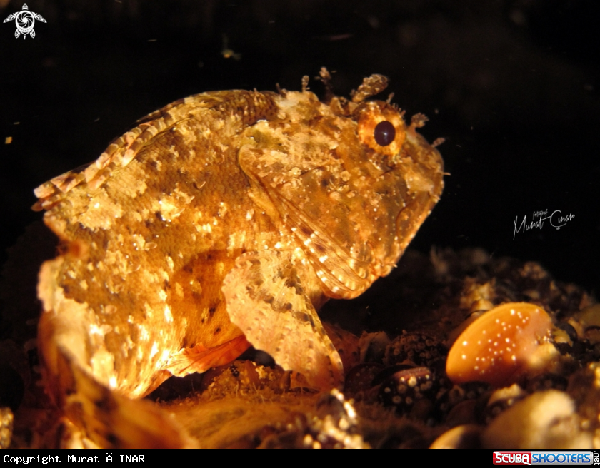 A Scorpaena porcus