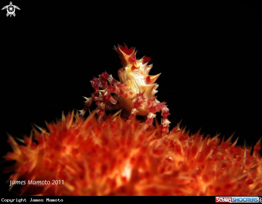 A Candy Crab