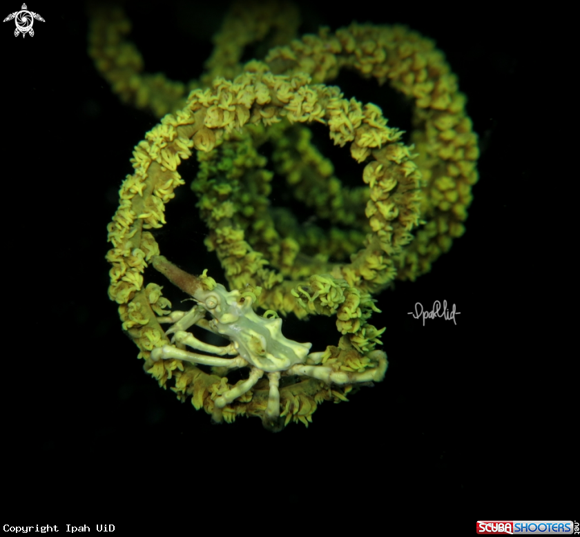 A Xeno Crab