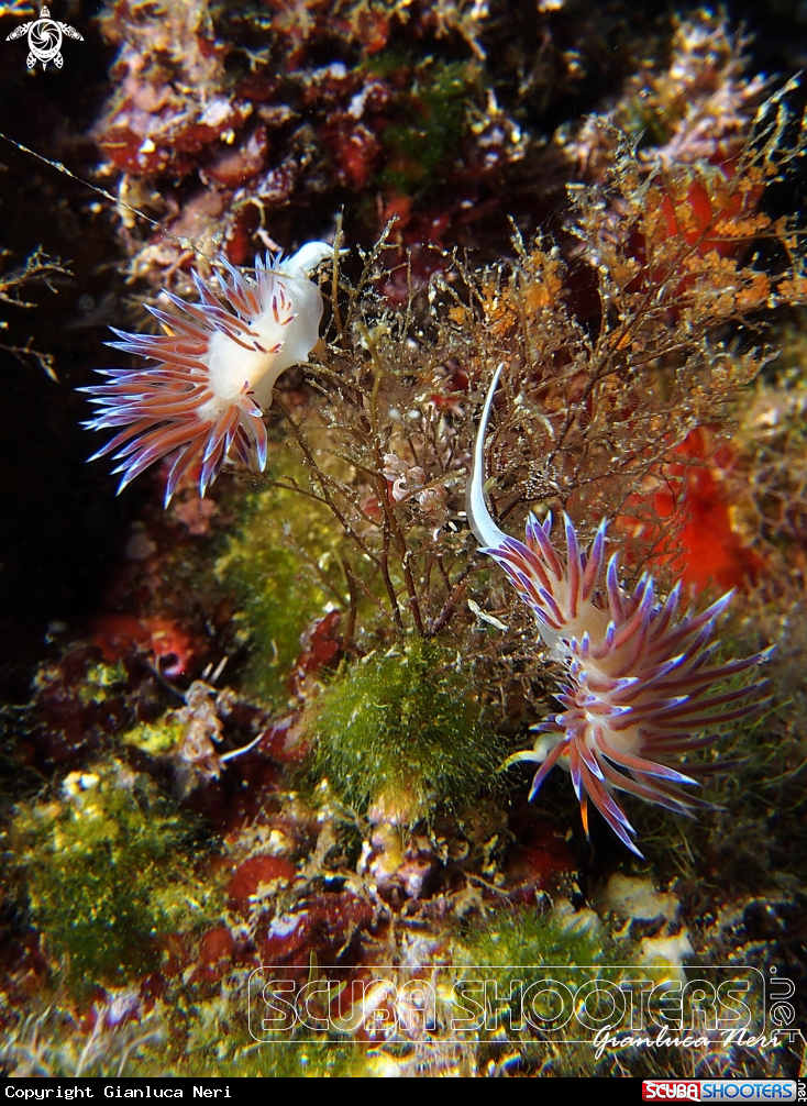 A Cratena peregrina