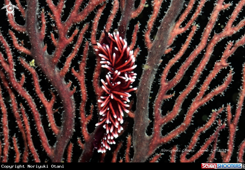 A nudi